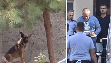 Ce s-a ales de câinii monstrului din Caracal! Imagini noi cu animalele care au îngrozit-o pe Alexandra Măceșanu: “Dincă le ținea în lanțuri”