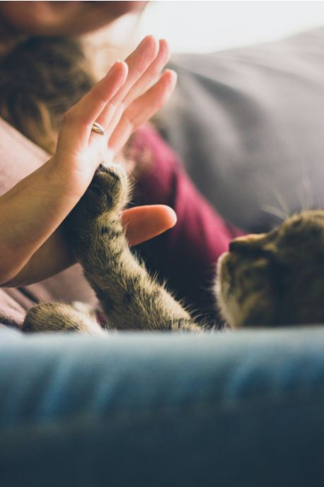 Ce vârstă are pisica ta în ani omenești. Calculul e foarte simplu! Vezi ce vedete preferă micuțele feline și cine a ales să își ia câine