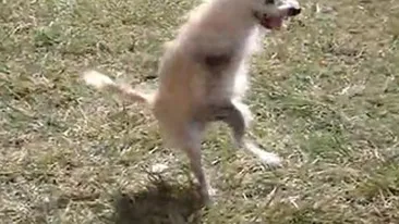 VIDEO El este cainele supravietuitor! Vezi cum se deplaseaza animalul mutilat doar cu ajutorul picioarelor din spate!