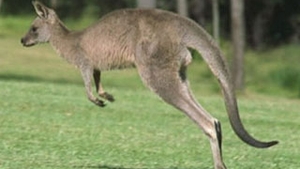 Un cangur urias a atacat o australianca de 94 de ani
