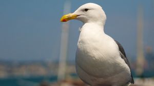 Acest pescăruş a „furat“ o proteză dentară, iar imaginile au ajuns rapid să facă înconjurul planetei