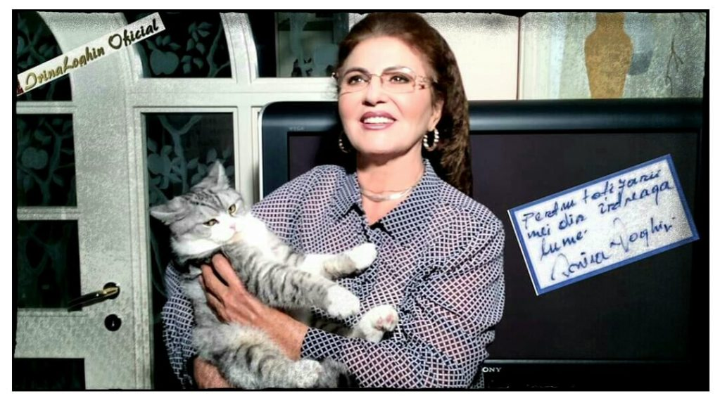 Ce vârstă are pisica ta în ani omenești. Calculul e foarte simplu! Vezi ce vedete preferă micuțele feline și cine a ales să își ia câine