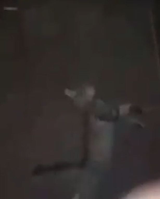 Un băiat de 16 ani a omorât o pisică, iar scenele traumatizante au fost filmate chiar de el. Felina a murit în chinuri groaznice într-un parc din Timișoara