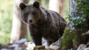 Ursoaică de 100 de kilograme, zărită în curtea unui liceu din Sibiu. A fost trimis avertisment Ro-Alert