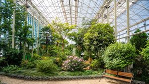 Cum arată floarea care are „cel mai respingător iz din lume”. A înflorit după 15 ani