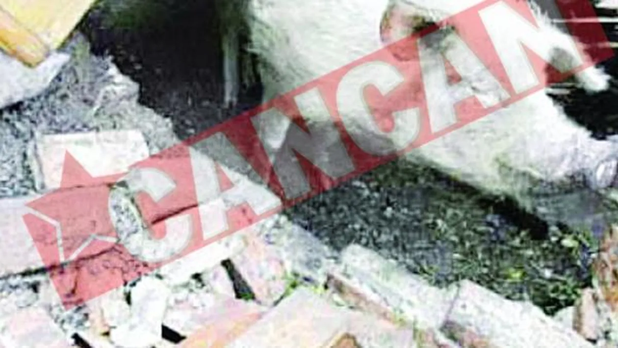 A supravietuit 36 de zile sub daramaturi