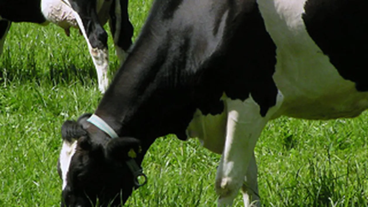 VIDEO Primarul unei comune din Gorj si-a tras trotuare pentru vaci in mijlocul campului! Vezi aici cum se simt vacutele si ce parere au satenii.