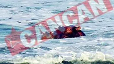 Hipopotamul care face baie in ocean