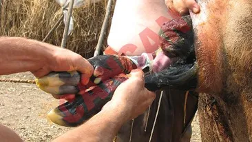 Roxana de la Spin a fotografiat nasterea unui vitel