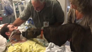 VIDEO EMOŢIONANT! Un câine, sfâşiat de durere pe patul de spital îşi ia rămas bun de stăpânul lui, care a suferit o hemoragie celebrală fatală
