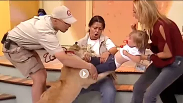 Un copil a fost la un pas să fie muşcat de un leu, în direct! Incidentul a avut loc la TV!