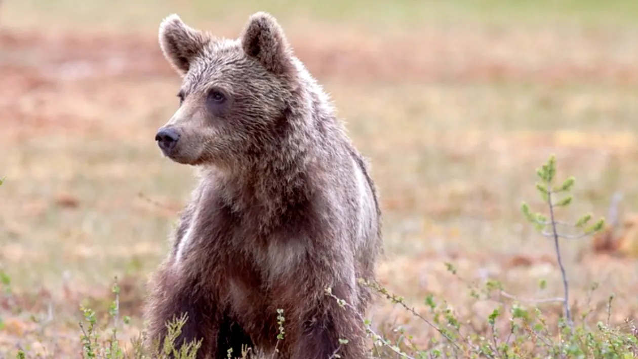 Un cioban a sunat de mai multe ori la 112 și a anunțat că îl fugărește un urs. Așa l-au găsit polițiștii când s-au dus să-l salveze