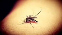 Alertă în Capitală! Ţânţari purtători de virus West Nile, depistaţi în Bucureşti