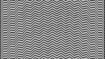 Iluzie optică virală | Ce animal vezi în această fotografie?