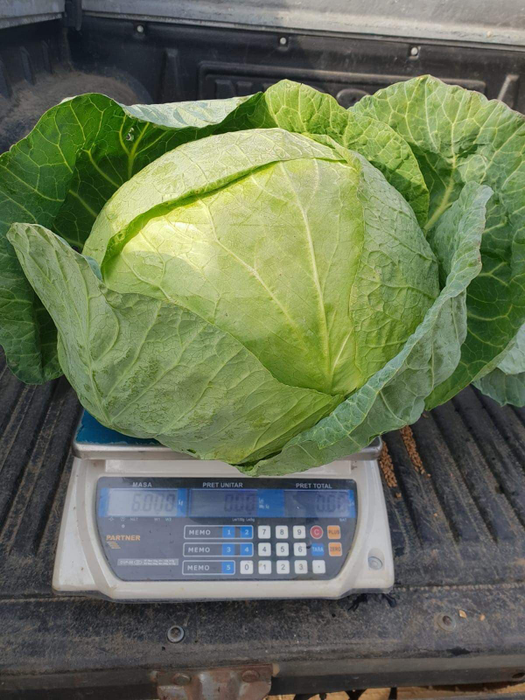 Verzele de șase kilograme nu sunt o raritate pentru Patricia