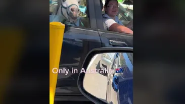 Ireal! O femeie și-a urcat calul în mașină și l-a scos la o înghețată