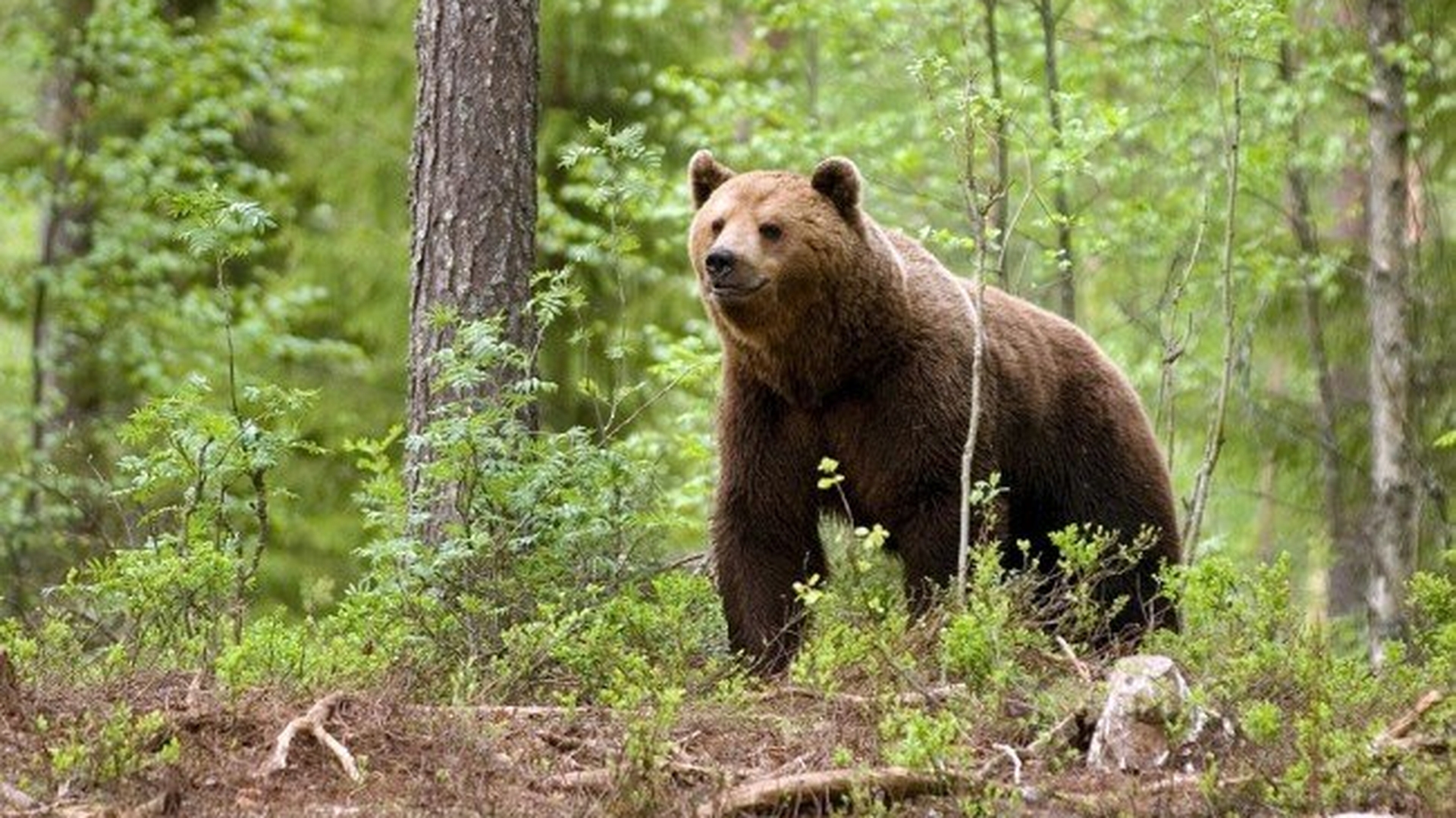 Un pădurar din Argeș a fost atacat de un urs. Animalul i-a sfâșiat un picior