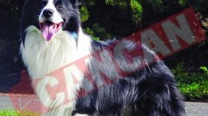 Caini anticiori, cu "leafa" de 33 de milioane