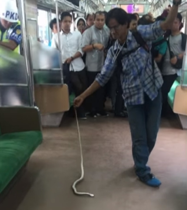 Un bărbat a omorât cu mâinile goale un şarpe de un metru, într-un tren. Imaginile au devenit virale