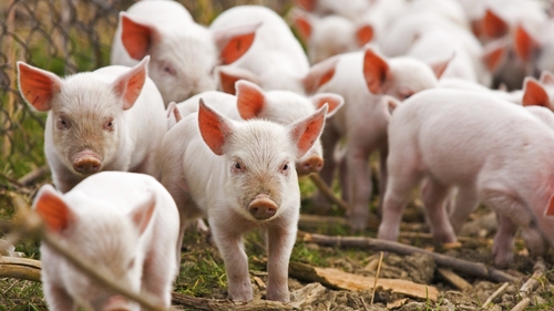 Ce se întâmplă dacă mâncăm carne de porc infestată cu pestă porcină africană!