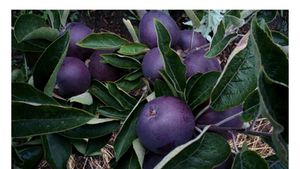 Cel mai scump măr este Black Diamond Apple. Costă echivalentul a  12 litri de lapte