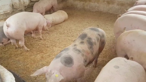În prag de Ignat, alertă de pestă porcină în Dâmbovița