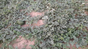 Vești proaste de la cultivatorii din Dolj! Ce s-a întâmplat cu celebrii pepeni de Dăbuleni