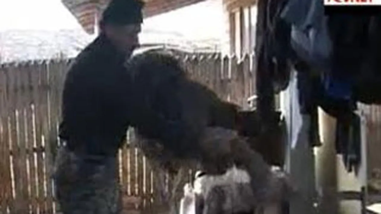 VIDEO Un strut a luat-o la fuga pe strazile din Pitesti!