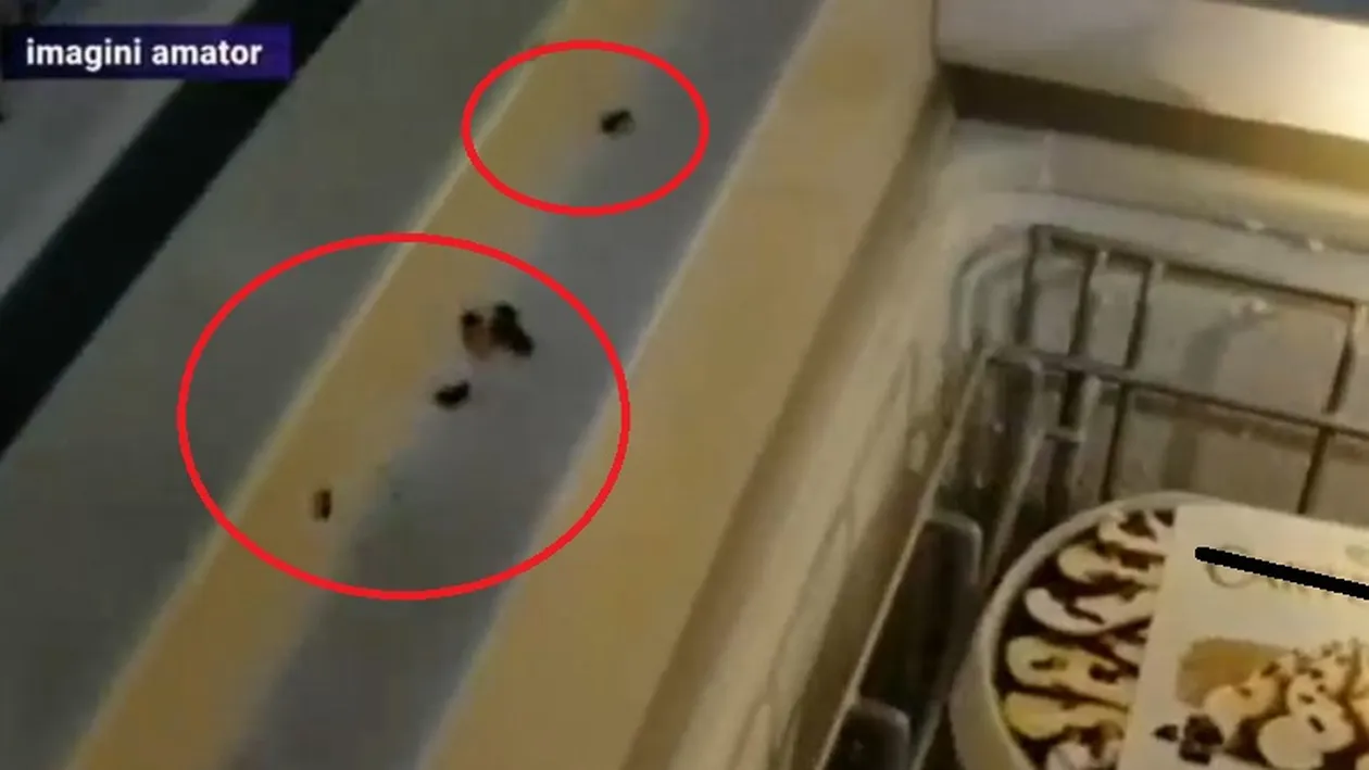 Spaimă într-un magazin din Capitală! Ce a apărut pe un frigider, a doua zi după dezinsecție