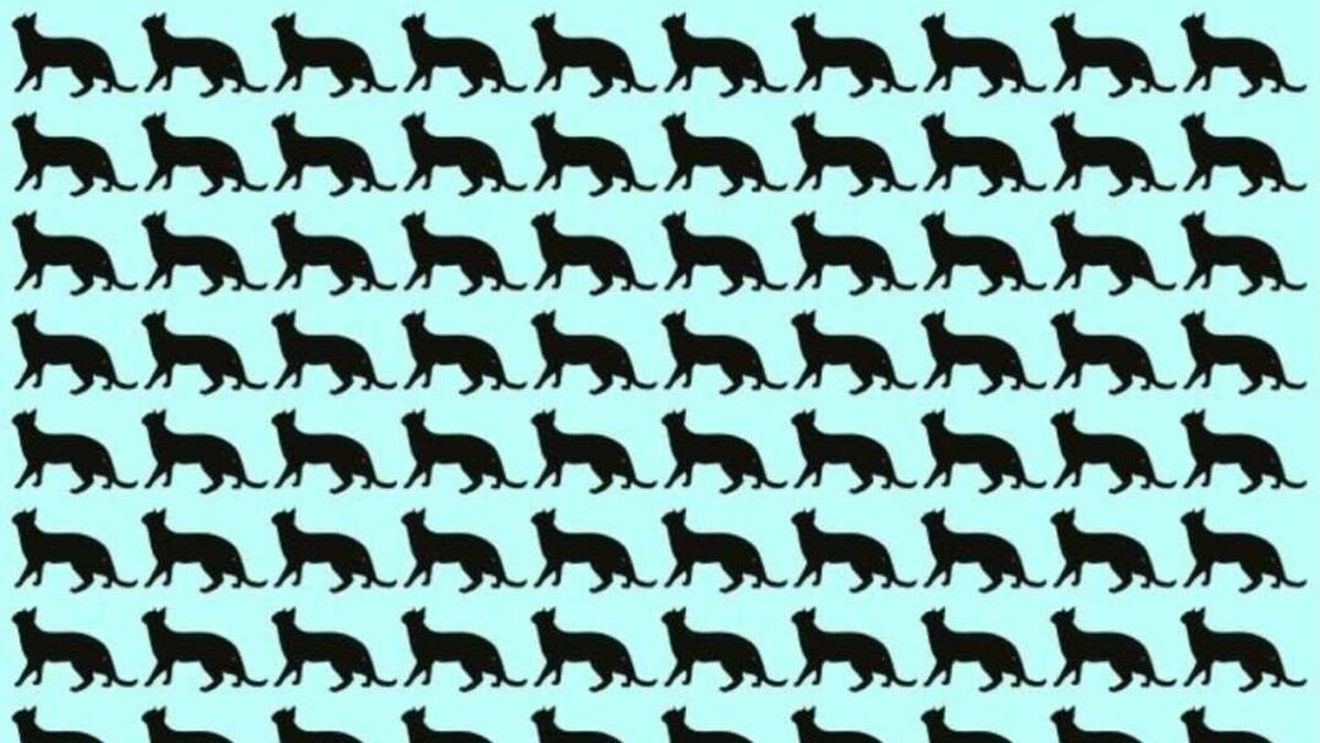 Test IQ | Numai 1% din români depistează pisica ciudată în doar 5 secunde!