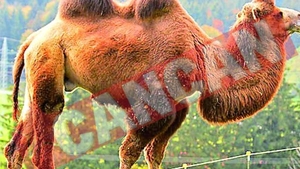 Omorata de camila obsedata de sex