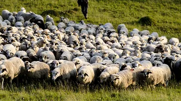 Caz şocant la Suceava! Zeci de animale au fost găsite decedate, cu spume la gură şi carnea albastră