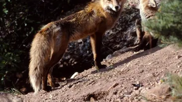 Gemene de noua luni, atacate de o vulpe chiar in casa!