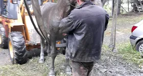 Galerie foto - poza 2