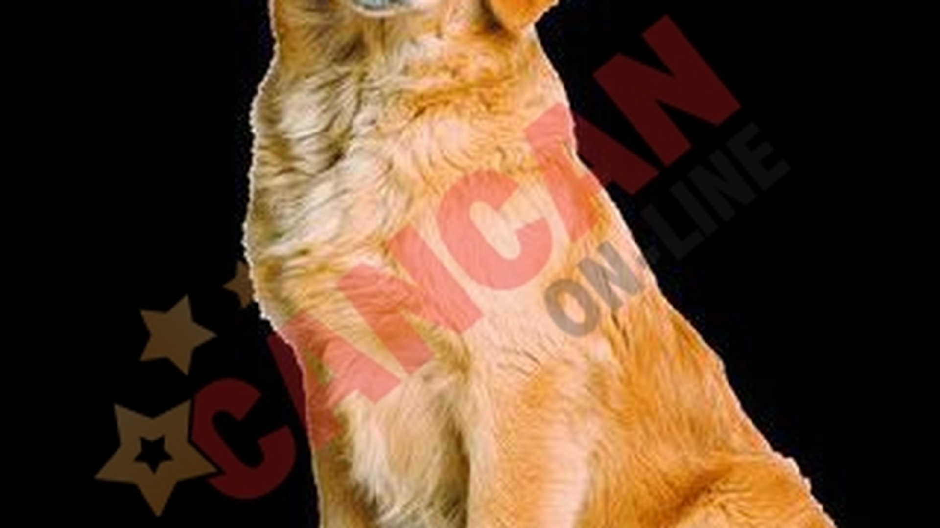 Lux pentru animalul drag