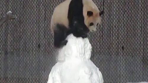 Reacţia acestui urs panda când vede pentru prima dată un om de zăpadă e genială! Imaginile au devenit virale la scurt timp şi au făcut înconjurul lumii