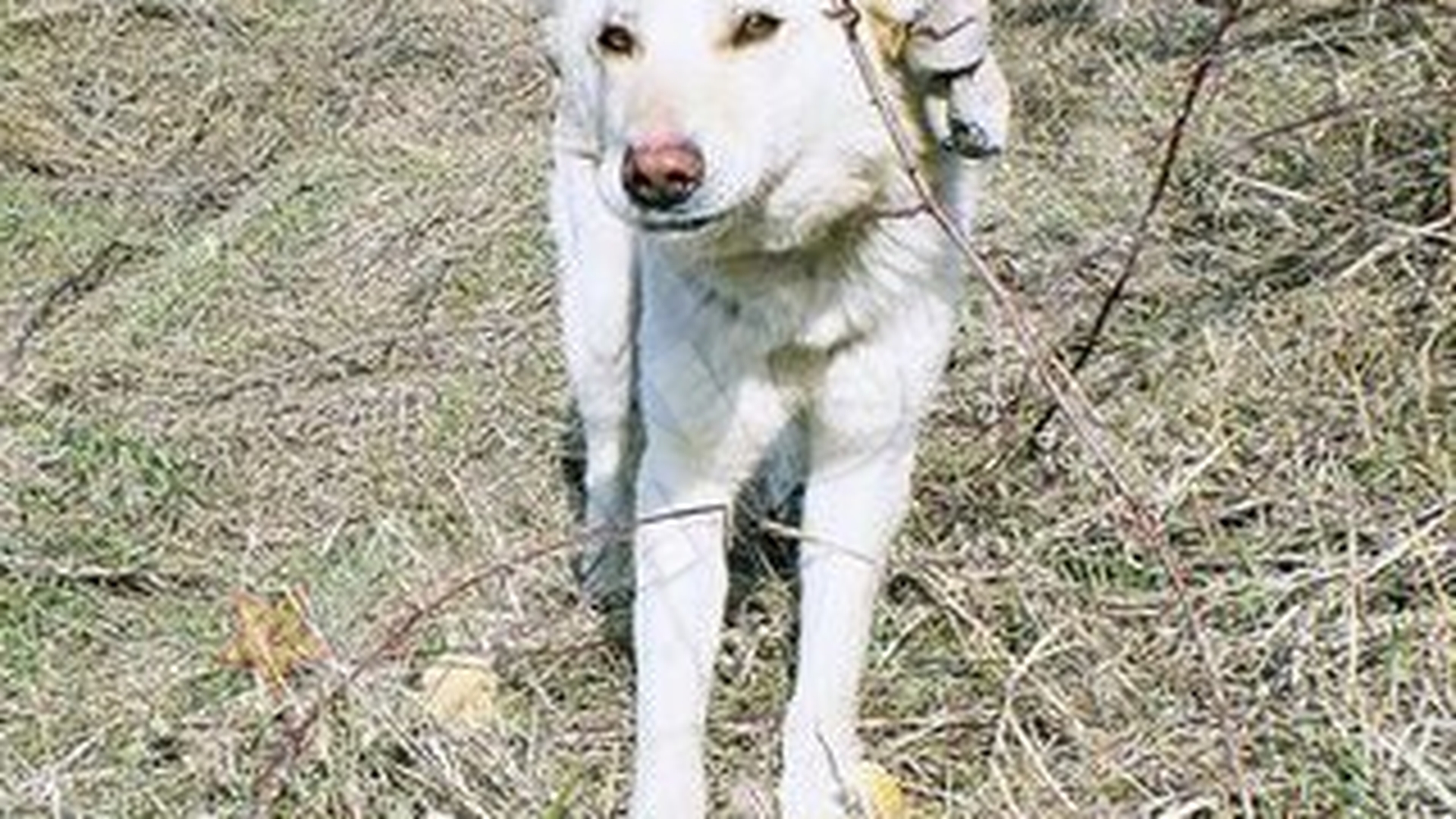 Ursu isi asteapta stapanul de doua luni