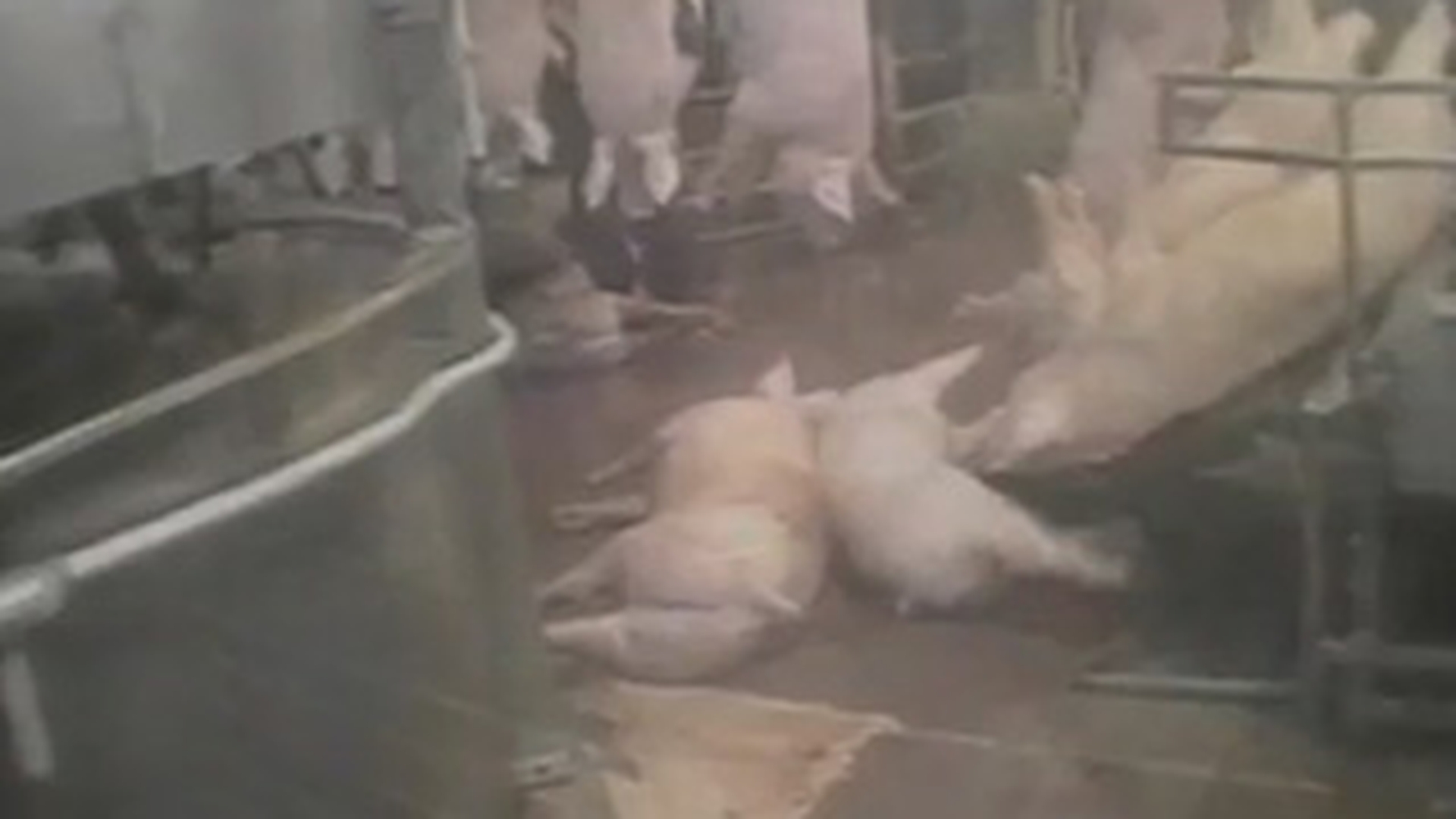 VIDEO SOCANT! Cum sa te lecuiesti sa mai mananci carne! "Daca abatoarele ar avea pereti de sticla, am fi toti vegetarieni"