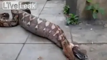 VIDEO Sigur nu te poti uita la filmarea astă fără să ti se facă rău! Ce face un piton pe stradă, după ce mănâncă un câine