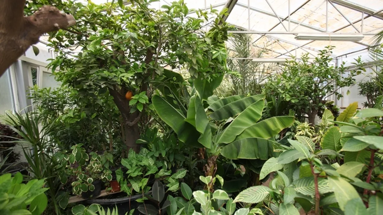 Sigur nu stiai ca in Herastrau sunt palmieri, bananieri si portocali! Vezi ce paradis tropical se ascunde in serele ALPAB!