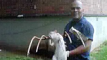 Un american s-a luptat cu un sobolan de un metru