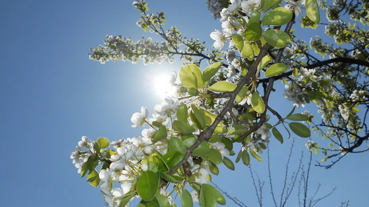 Au trecut ninsorile, vezi ce te asteapta! Prognoza pe urmatoarele doua saptamani!