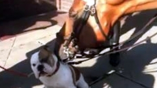 VIDEO Un cal a "spalat" un bulldog in mijlocul New York-ului
