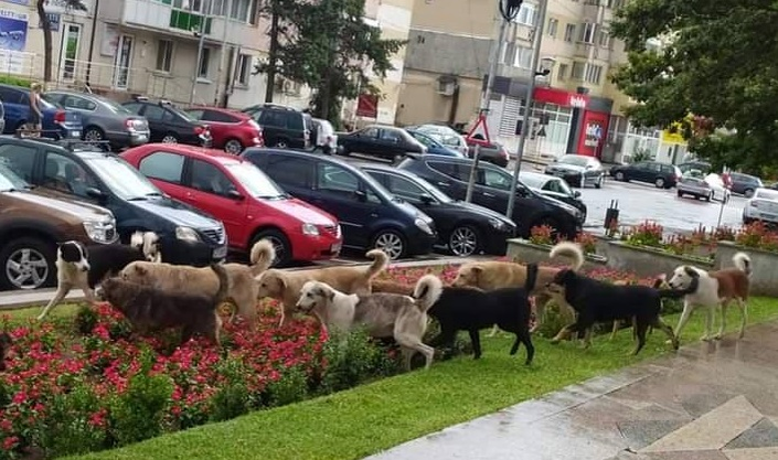 Câinii vagabonzi au pus stăpânire pe străzile din Caracal