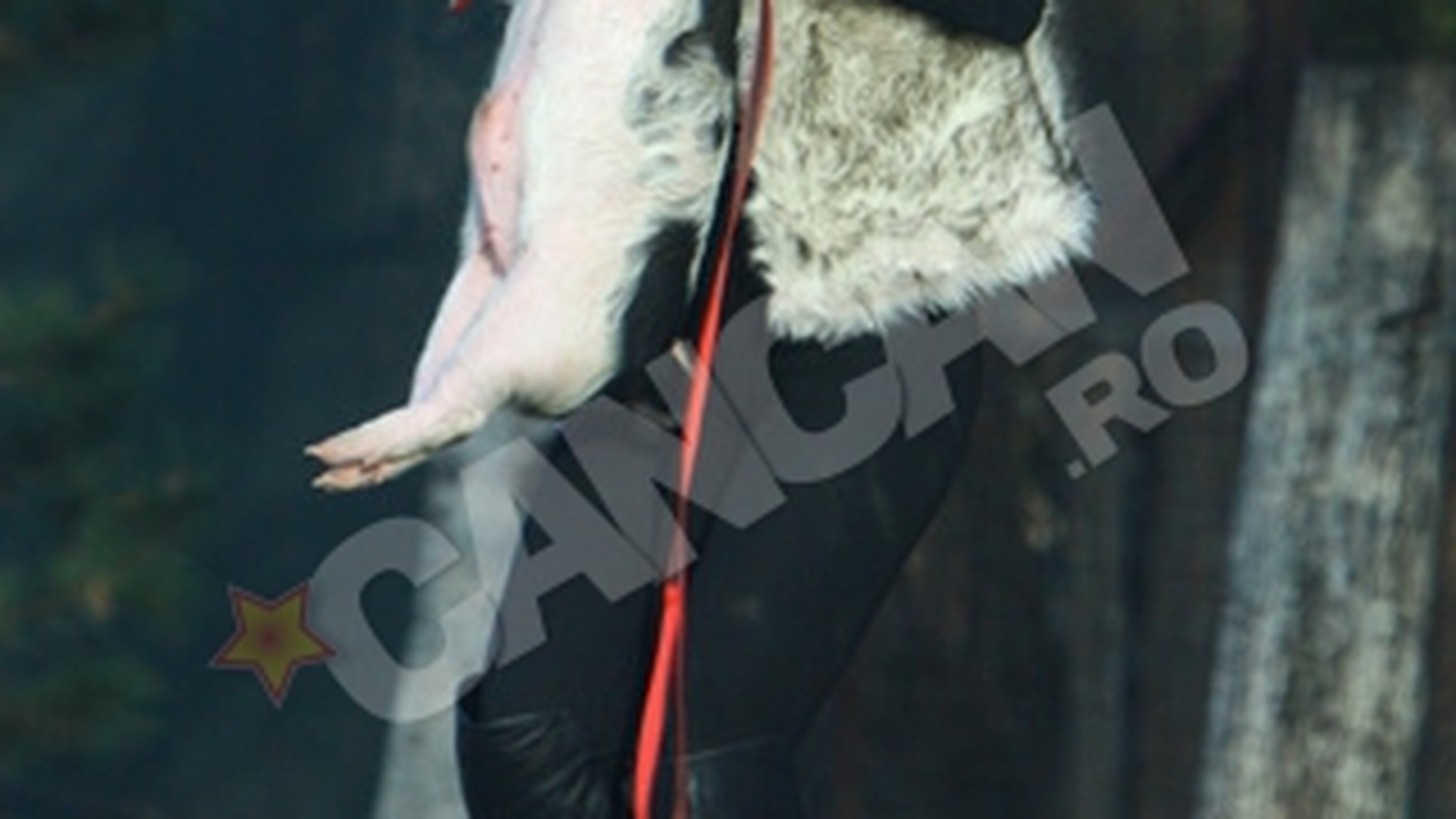 Simona Trasca s-a indragostit! S-a plimbat cu un porcusor in brate prin Dorobanti! "E cel mai dragut porc din viata mea!"
