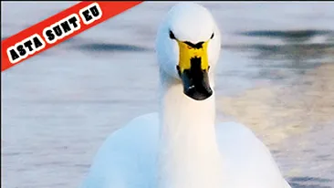 Lebaduta singura, caut lebadoi disponibil!