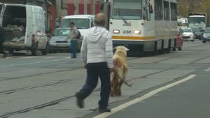 Soferilor care au trecut prin Giulesti nu le-a venit sa creada ce facea acest barbat cu o capra pe linia tramvaiului 11!