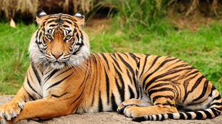 Ingrijitorul vinovat de evadarea tigrului de la Zoo din Sibiu a fost concediat!