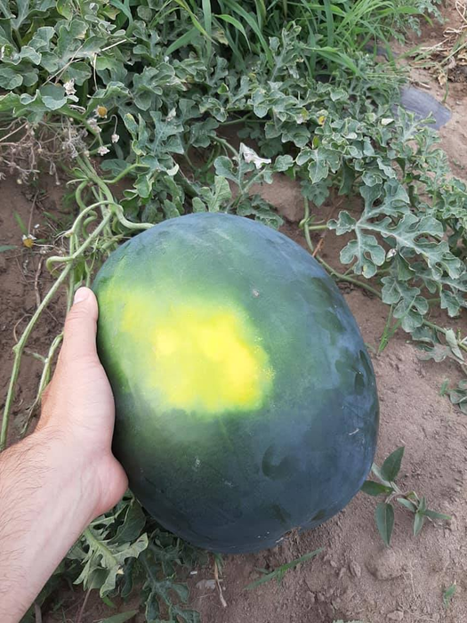 Vești proaste de la cultivatorii din Dolj! Ce s-a întâmplat cu celebrii pepeni de Dăbuleni
