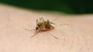 Ministerul Sănătăţii, anunț îngrijorător: 12 cazuri noi de infecție cu West Nile. 2 oameni au plecat